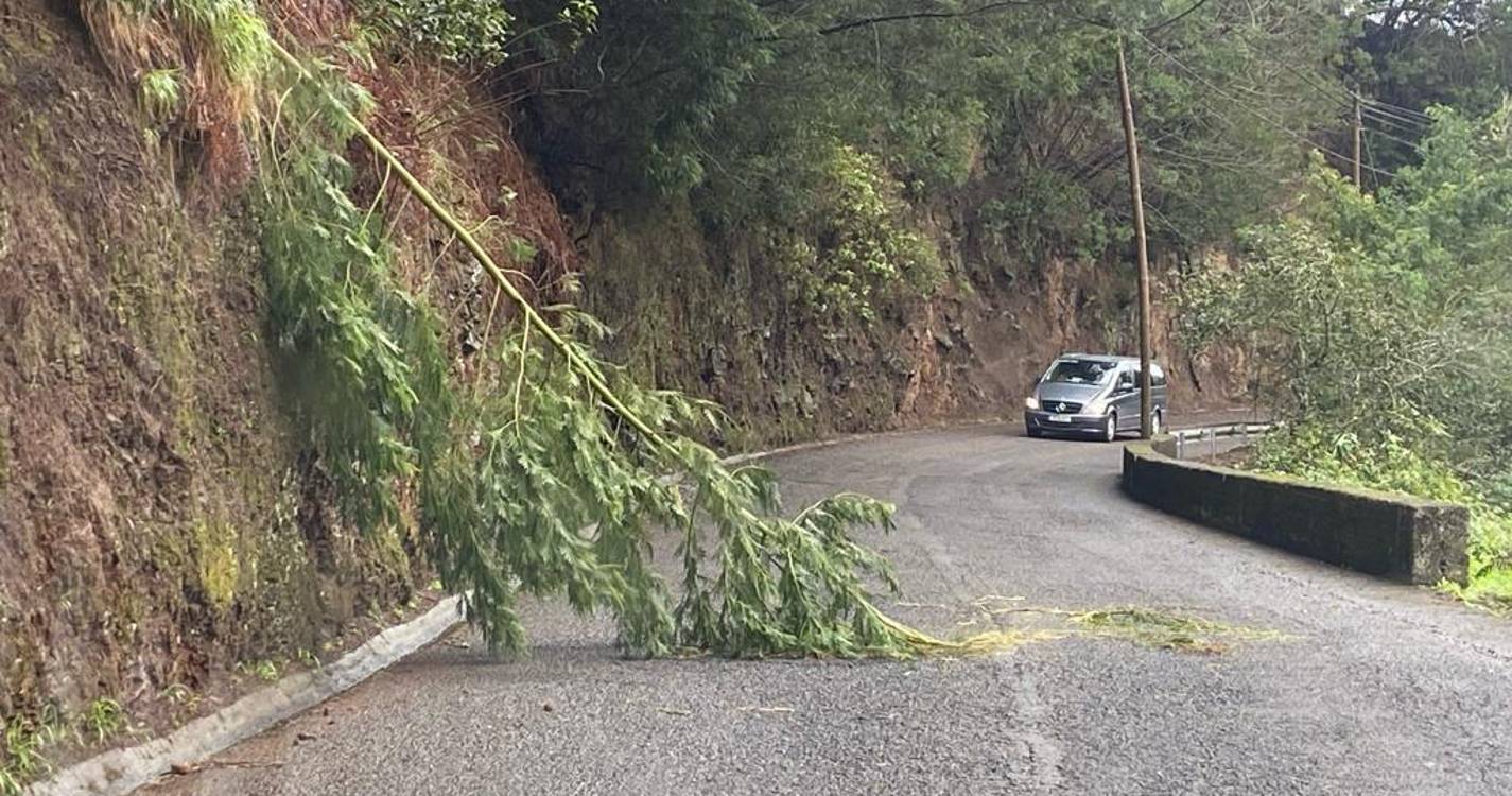 Árvore caída atrapalha circulação automóvel na Fajã da Nogueira