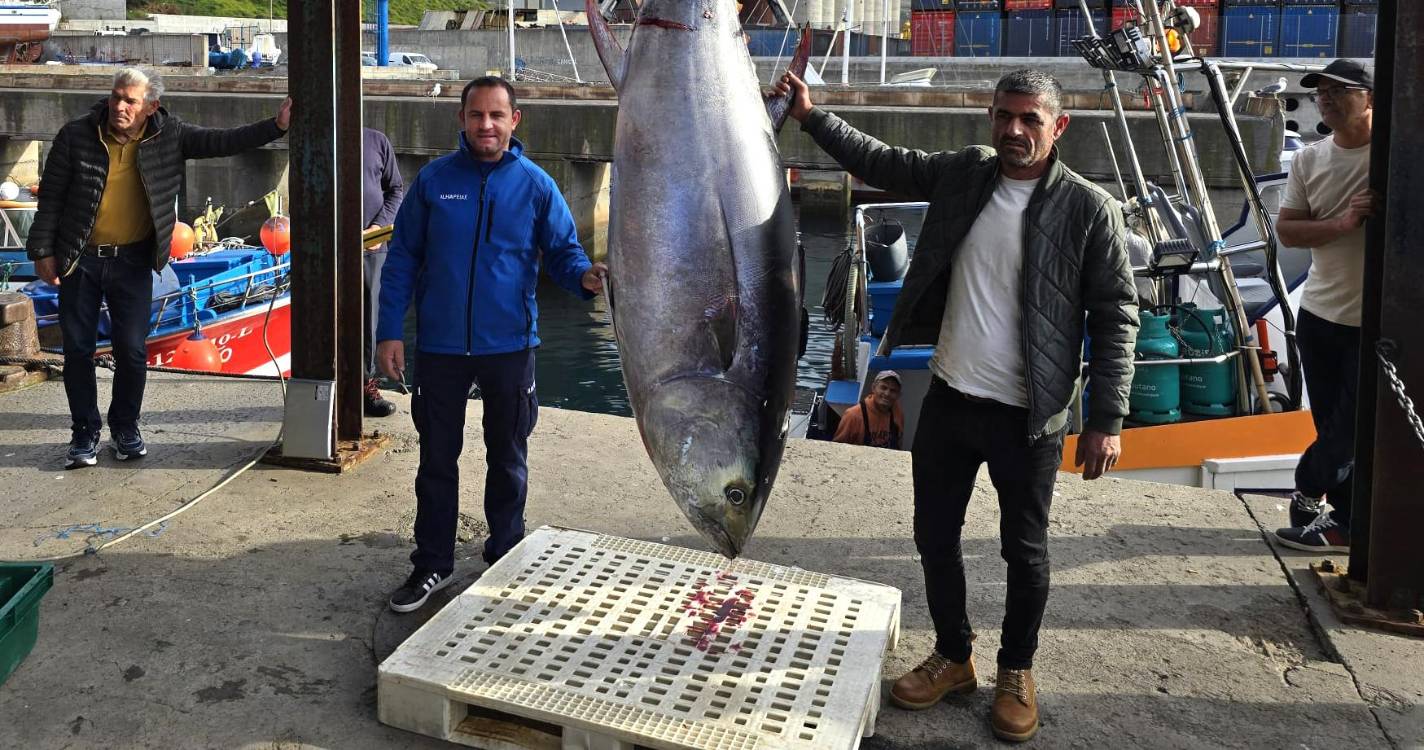 Ilhapeixe adquire primeiro atum rabilho do ano na Região