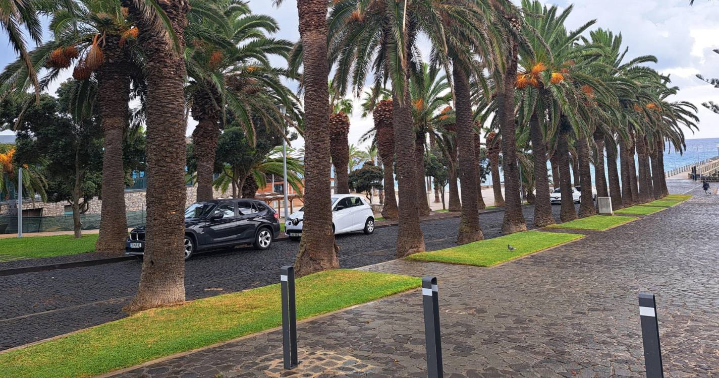 Cientistas analisam gorgulho nas palmeiras do Porto Santo