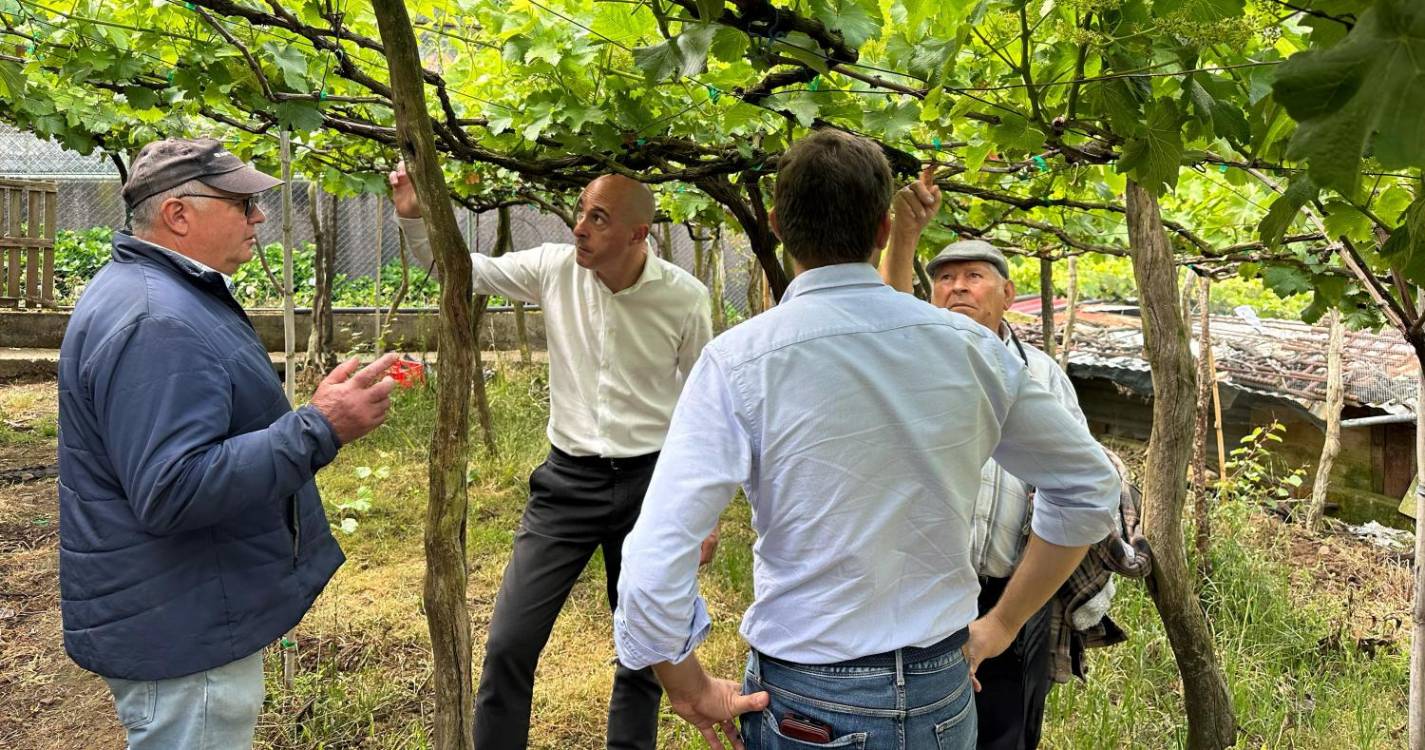 Secretaria da Agricultura recorda intenção de aumentar 20 cêntimos por quilo aos produtores de Tinta Negra