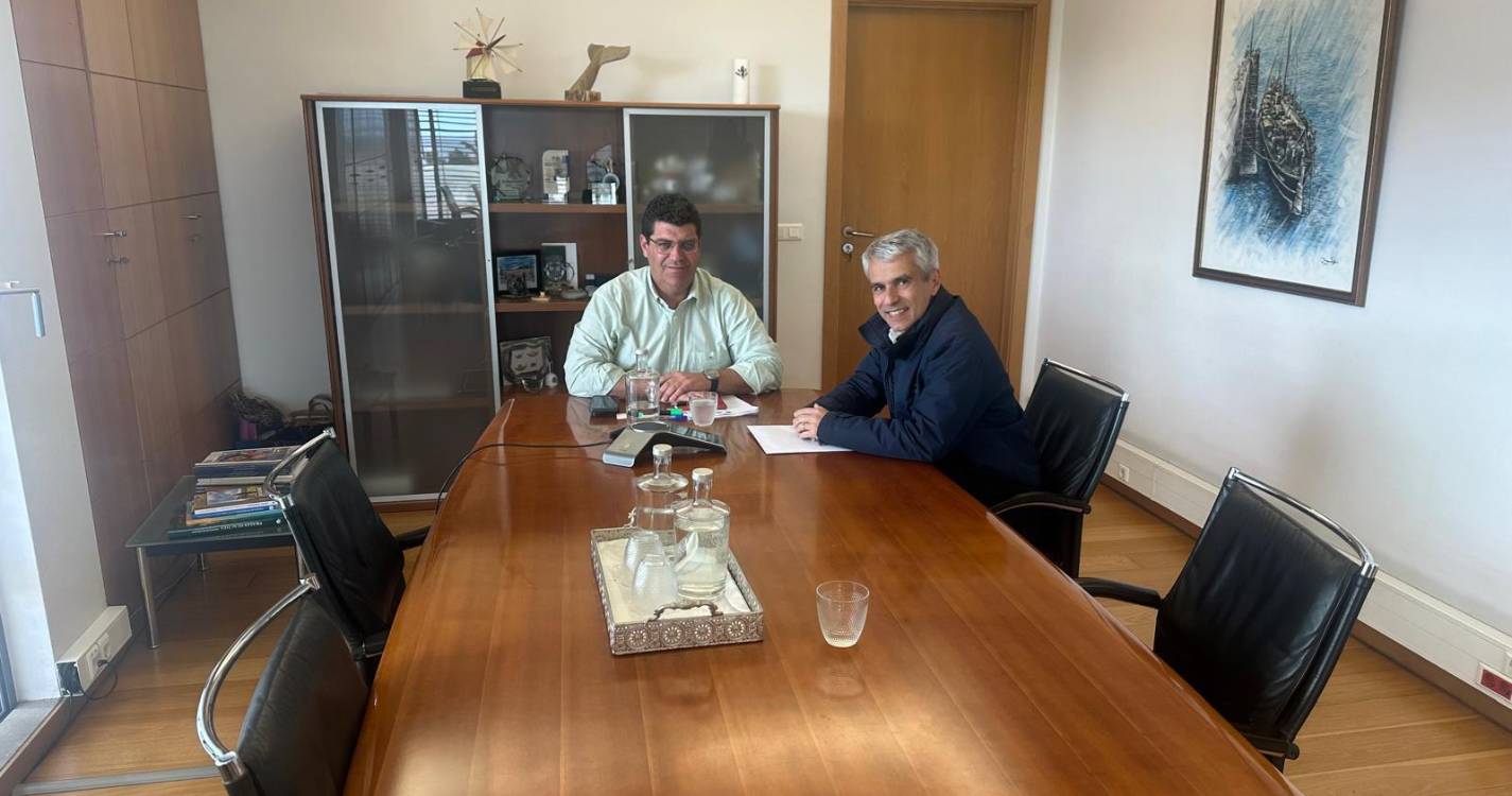 Corte das palmeiras assinaladas no Porto Santo deverá acontecer nos próximos dias