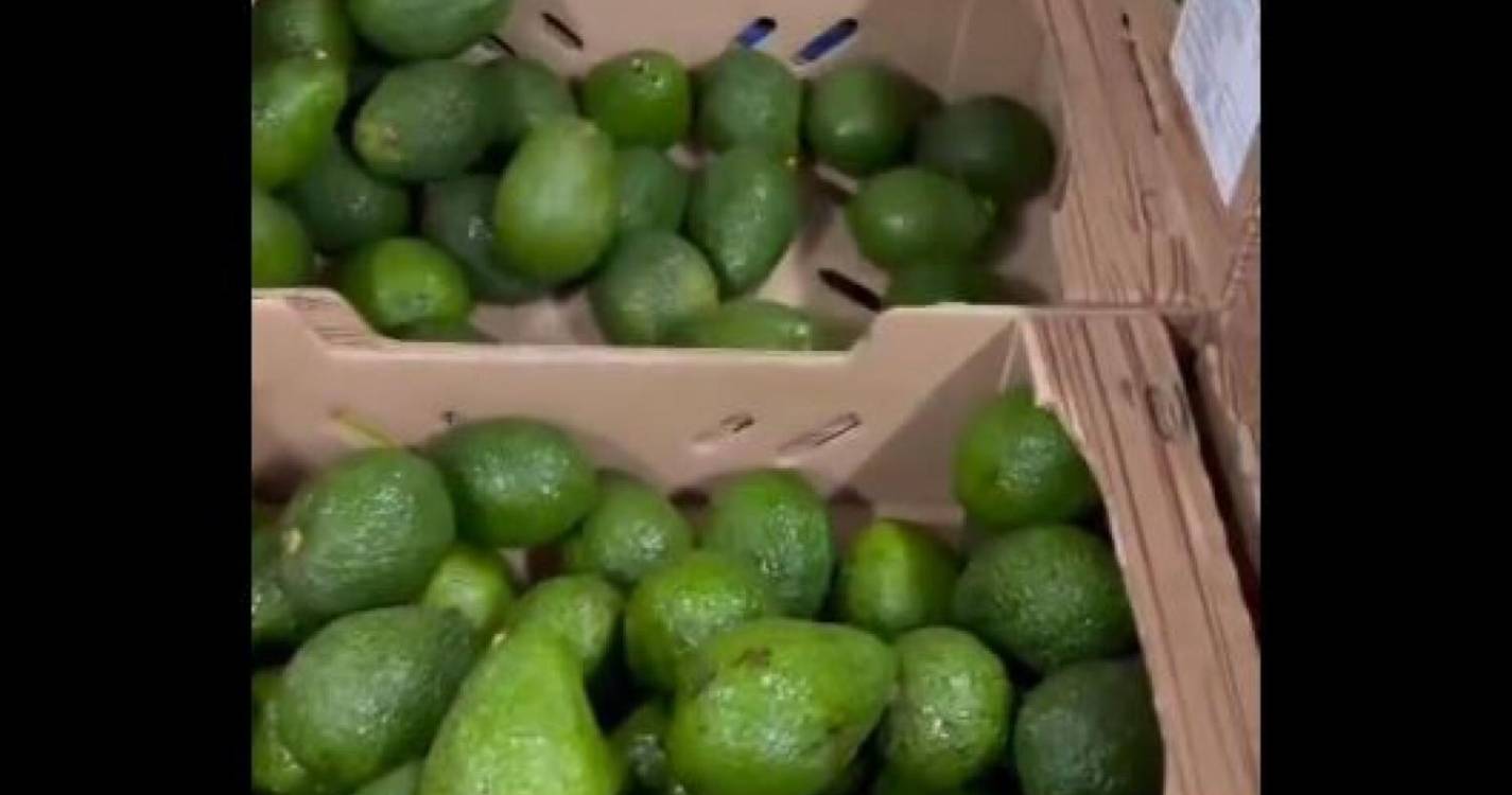 Colômbia apreende 1,7 toneladas de cocaína em abacates com destino a Portugal