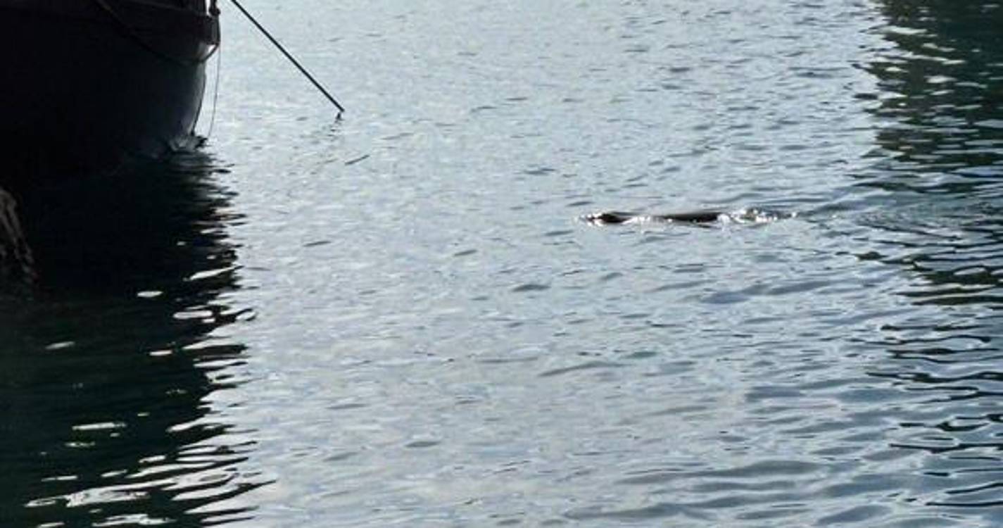 Lobo-marinho avistado no Funchal esta tarde