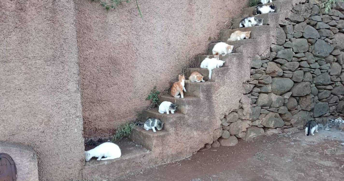Câmara Municipal da Ponta do Sol realiza intervenção CED para controlo de colónias de gatos no concelho