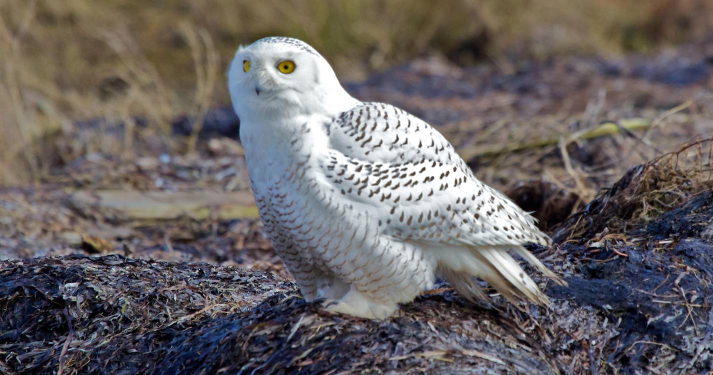 Mais 40 espécies migratórias passam a estar protegidas por convenção da ONU