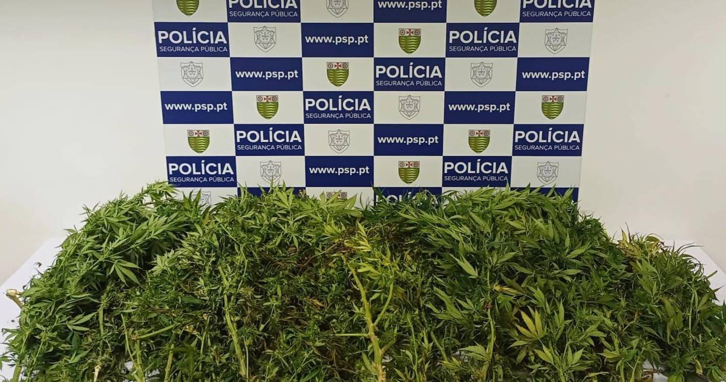 PSP deteve cidadão em Câmara de Lobos pelo cultivo de estupefacientes