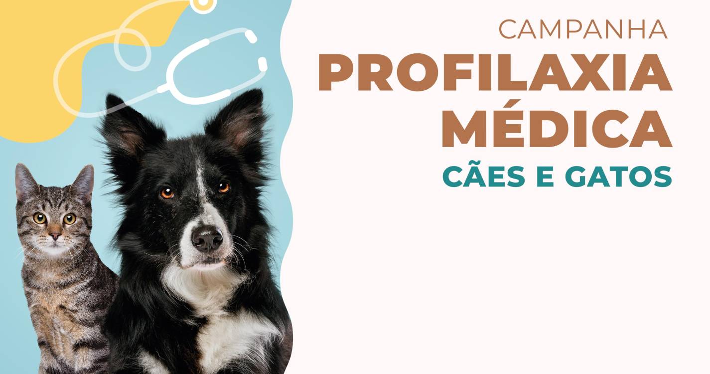 Funchal arranca com a 1º Campanha de Vacinação para cães e gatos de 2025