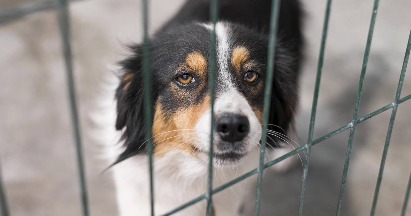 Vários arguidos em operação da GNR por exportação de cães para o estrangeiro