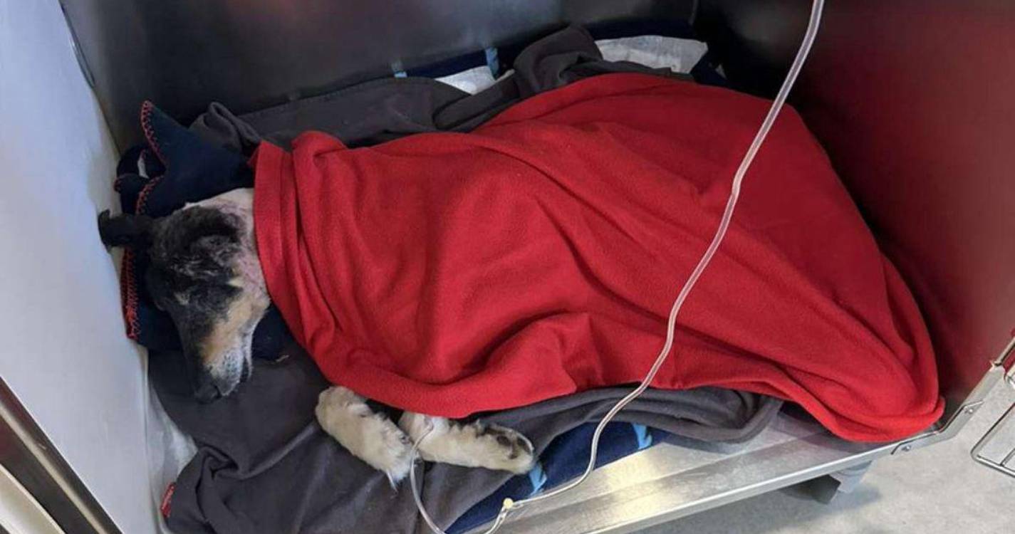 Tribunal: Associação recorre no caso do cão encontrado em estado grave em São Vicente