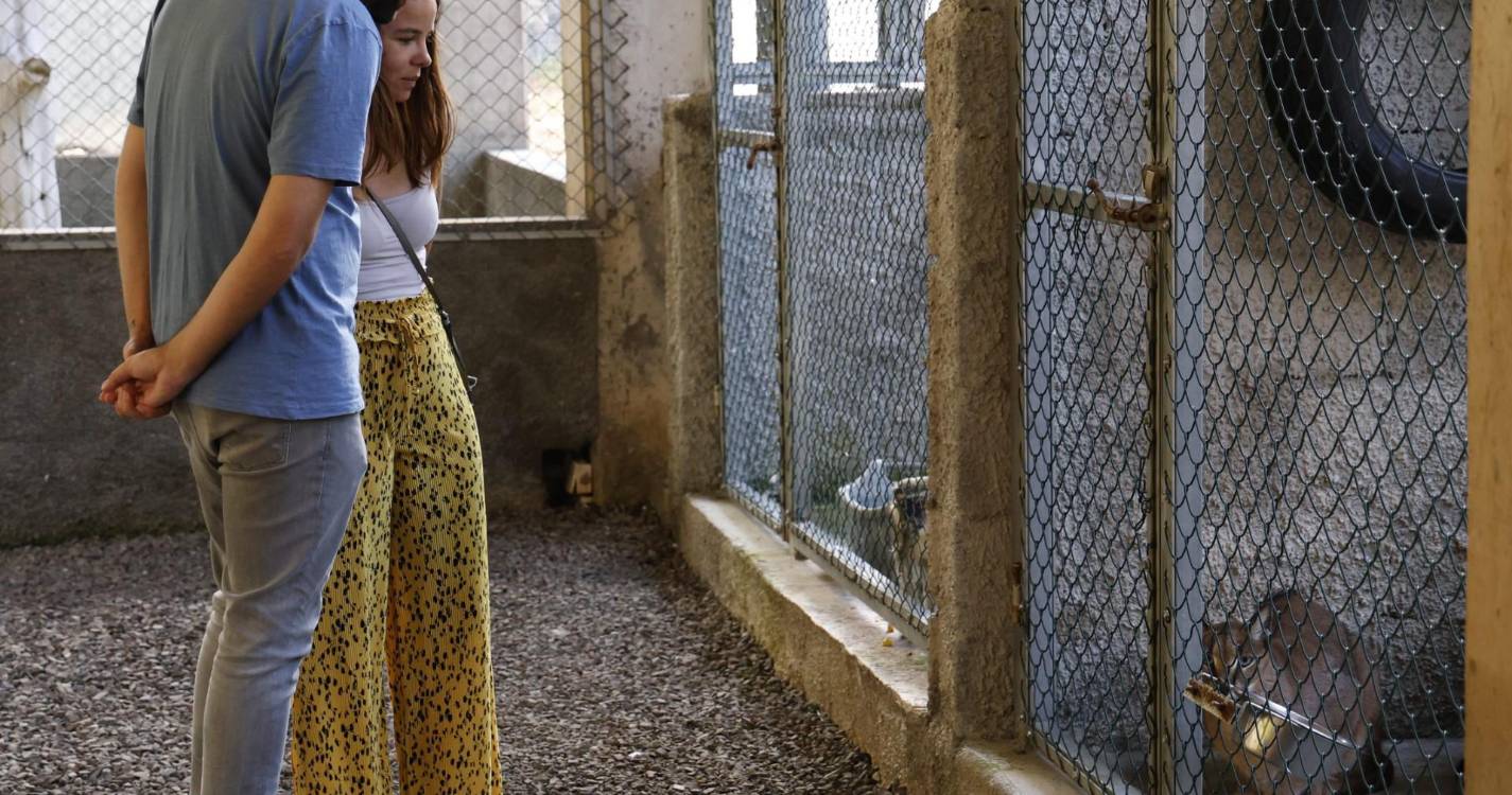 PAN indignado com falta de respostas para a morte do lince Bores