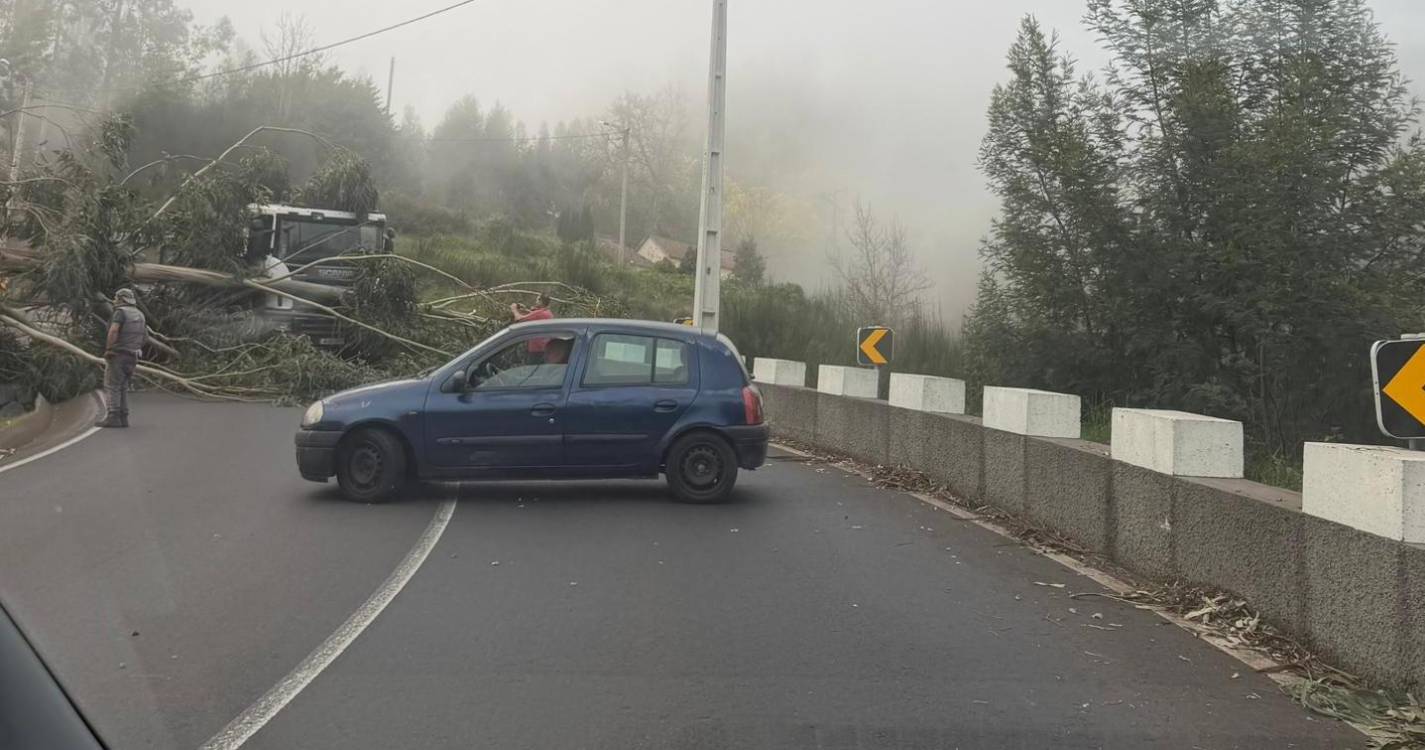 Queda de árvore corta estrada na Camacha e obriga condutores a desviar percurso