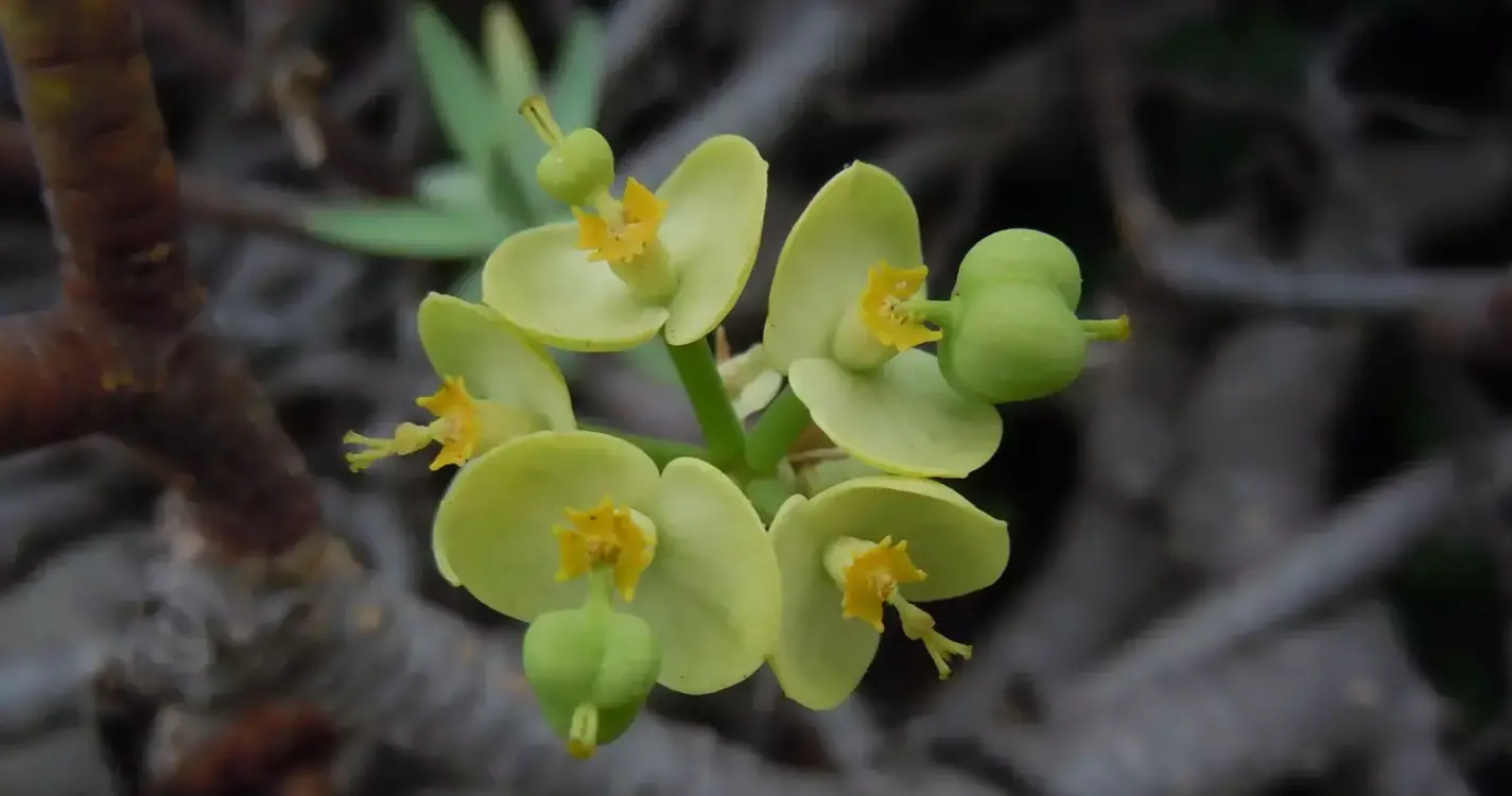 WWF desafia cidadãos para a maior hora do planeta