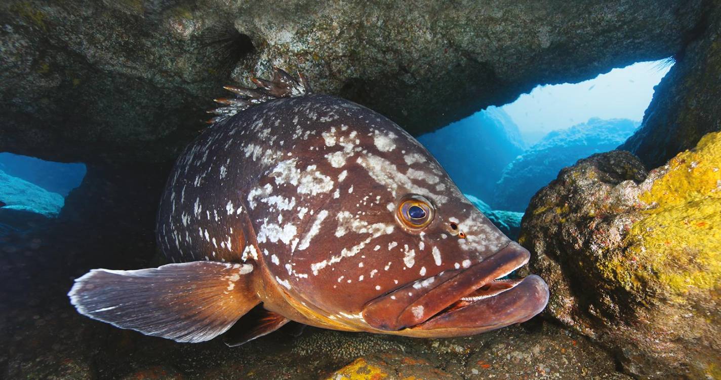 Madeira Submersos apresentado no Museu da Fotografia da Madeira