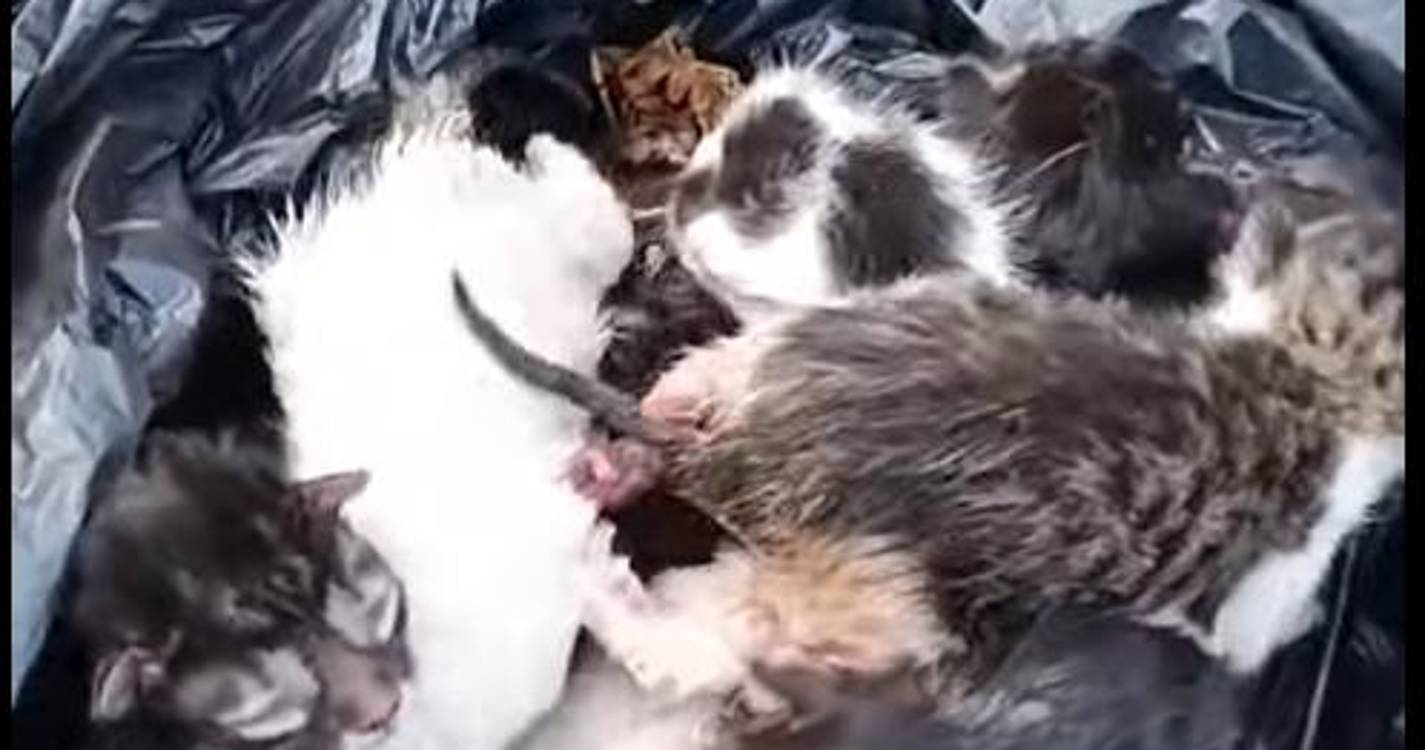 Gatos recém-nascidos encontrados num saco de lixo em São Roque