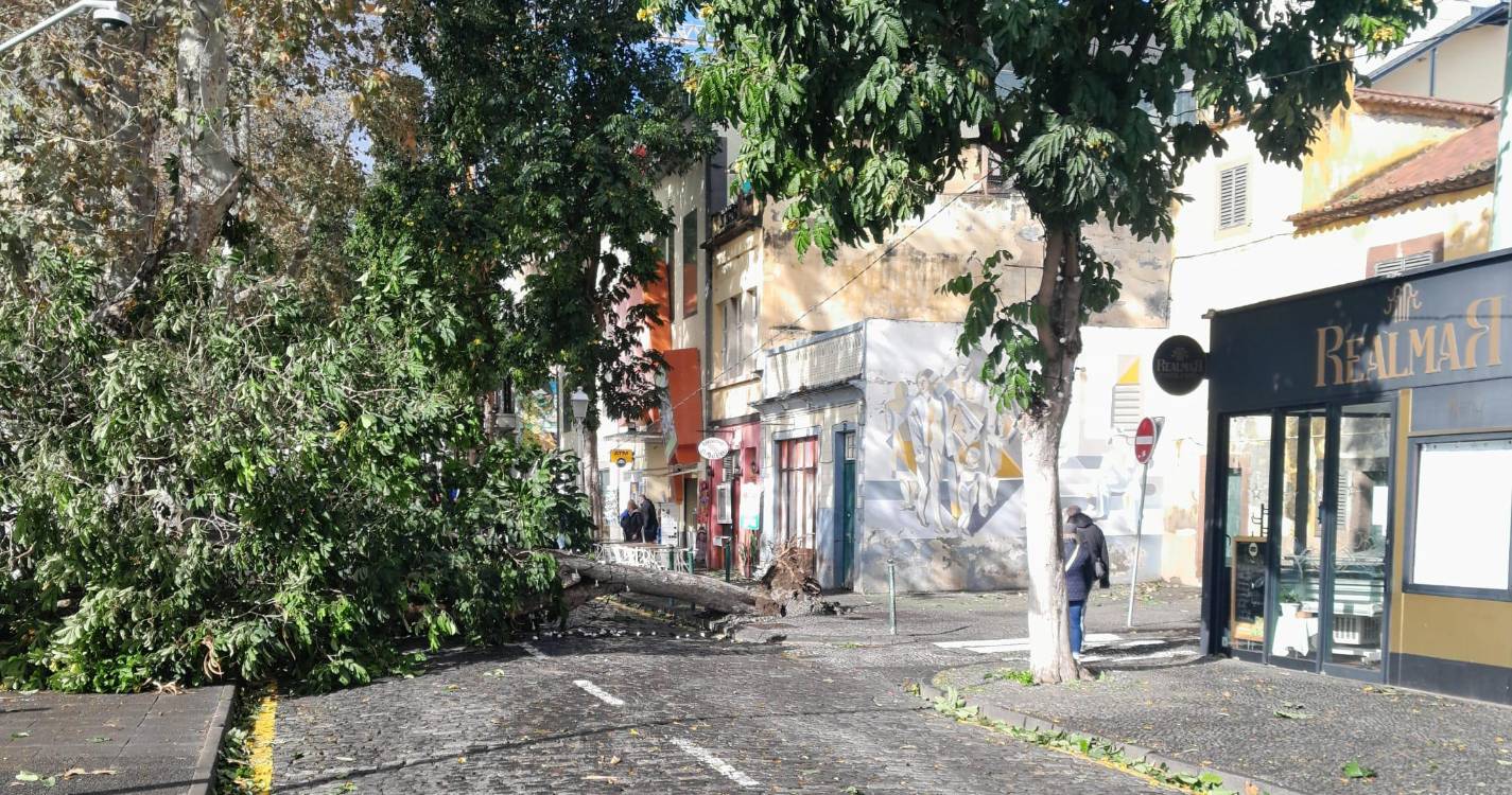 Queda de árvore impossibilita circulação automóvel na Zona Velha (com fotos)