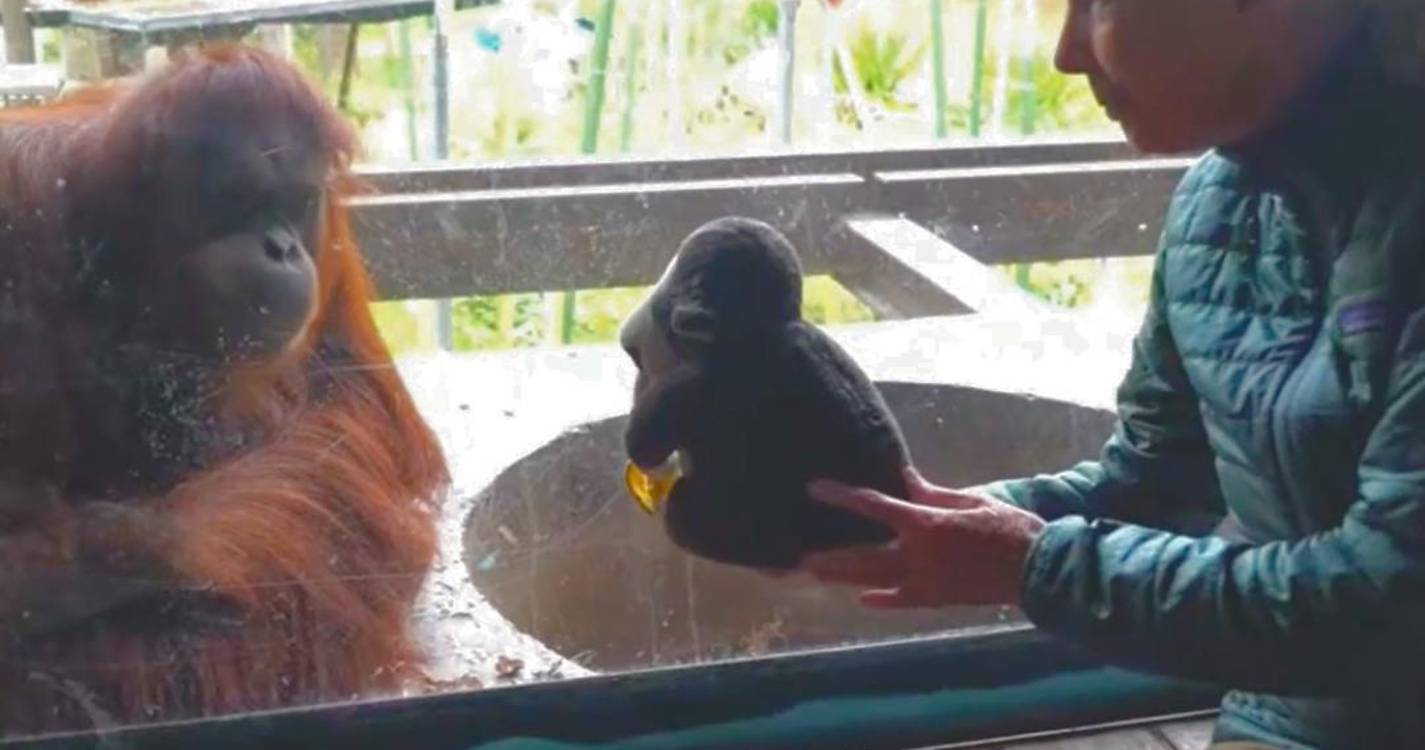 Morreu Jane Goodall investigadora dedicada aos chimpanzés