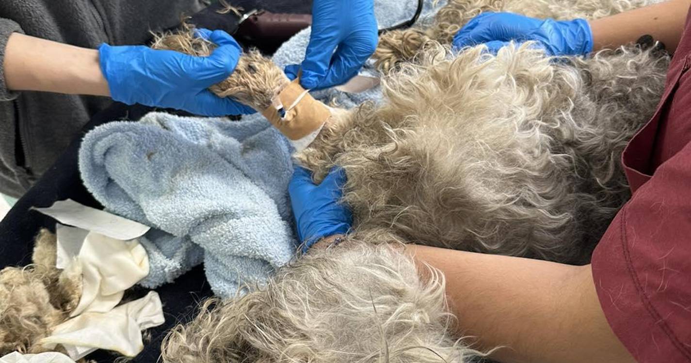 Ajuda a Alimentar Cães resgatou cão a necessitar de cuidados veterinários urgentes