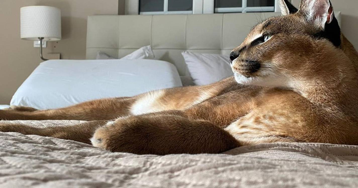 Inquérito JM: A quem atribui maior responsabilidade no desfecho do caso Bores?