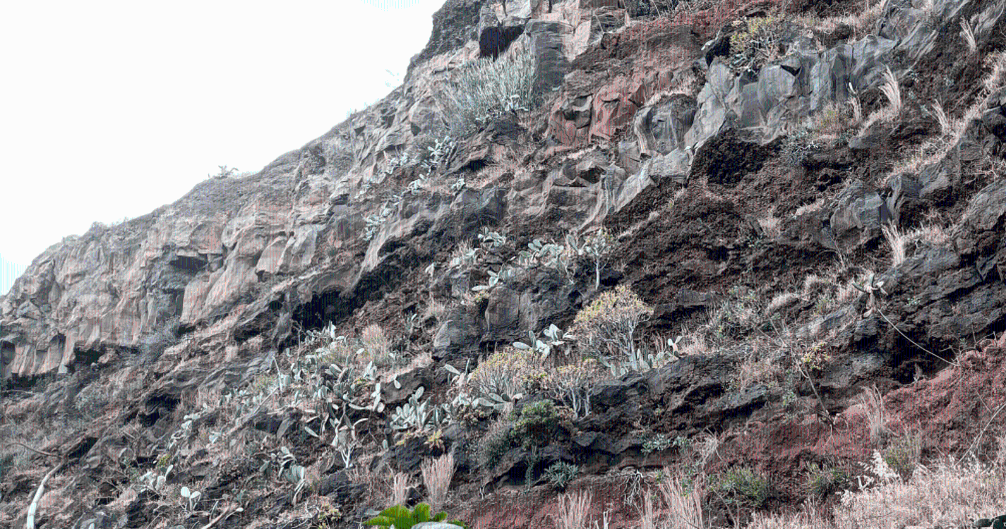 SPEA apresenta novo projeto para proteger aves marinhas na Madeira