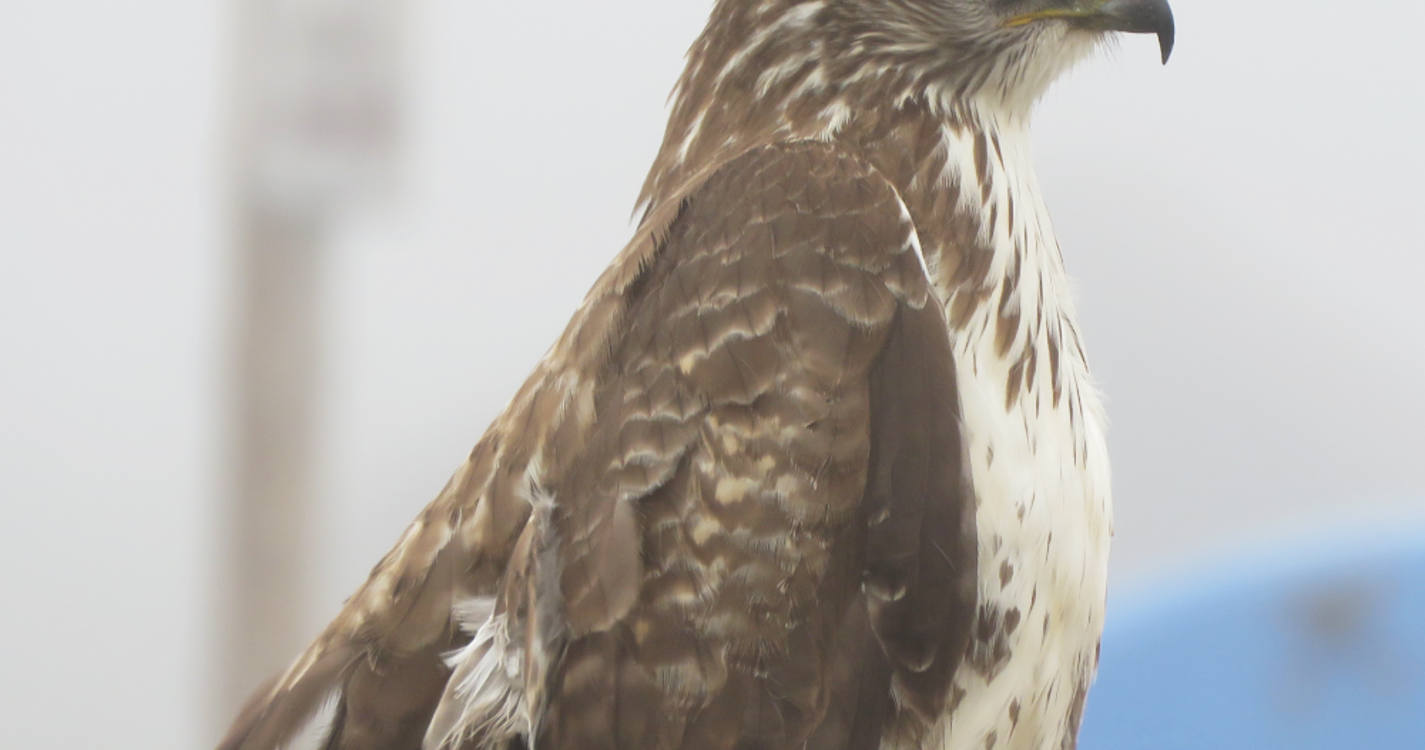 Madeirenses e Porto-santenses convidados a participar no censo de mantas 2025