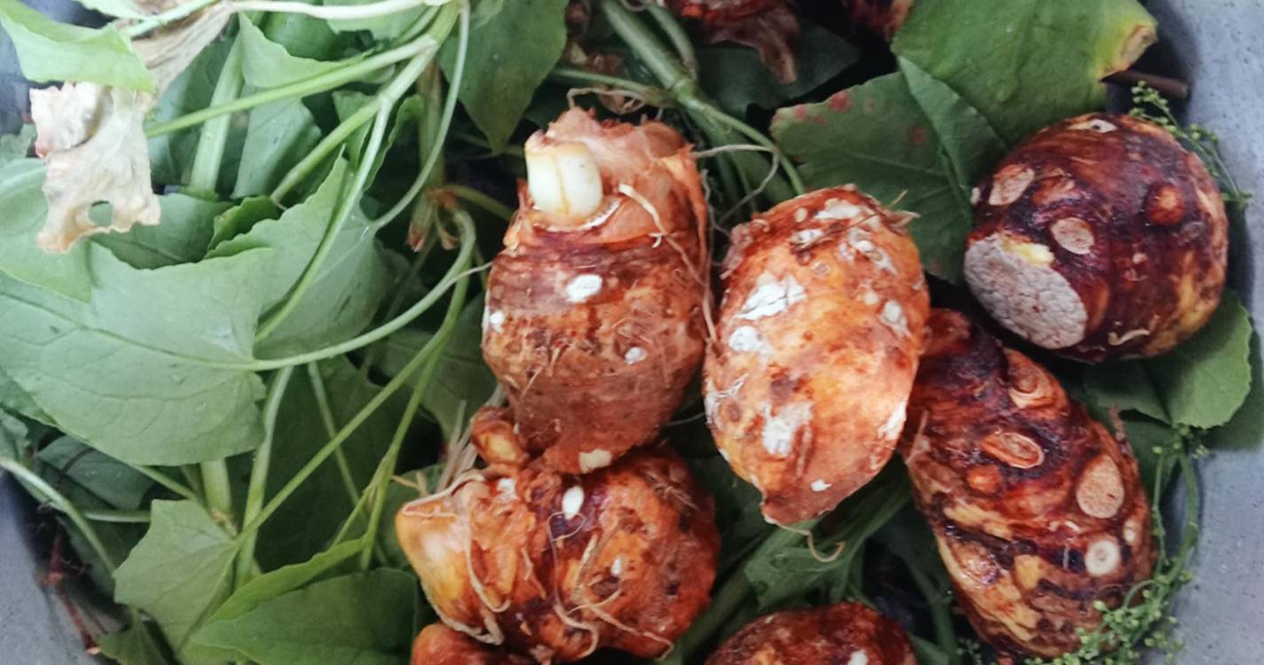 Brigalhó amanhã à prova na Praça do Curral das Freiras