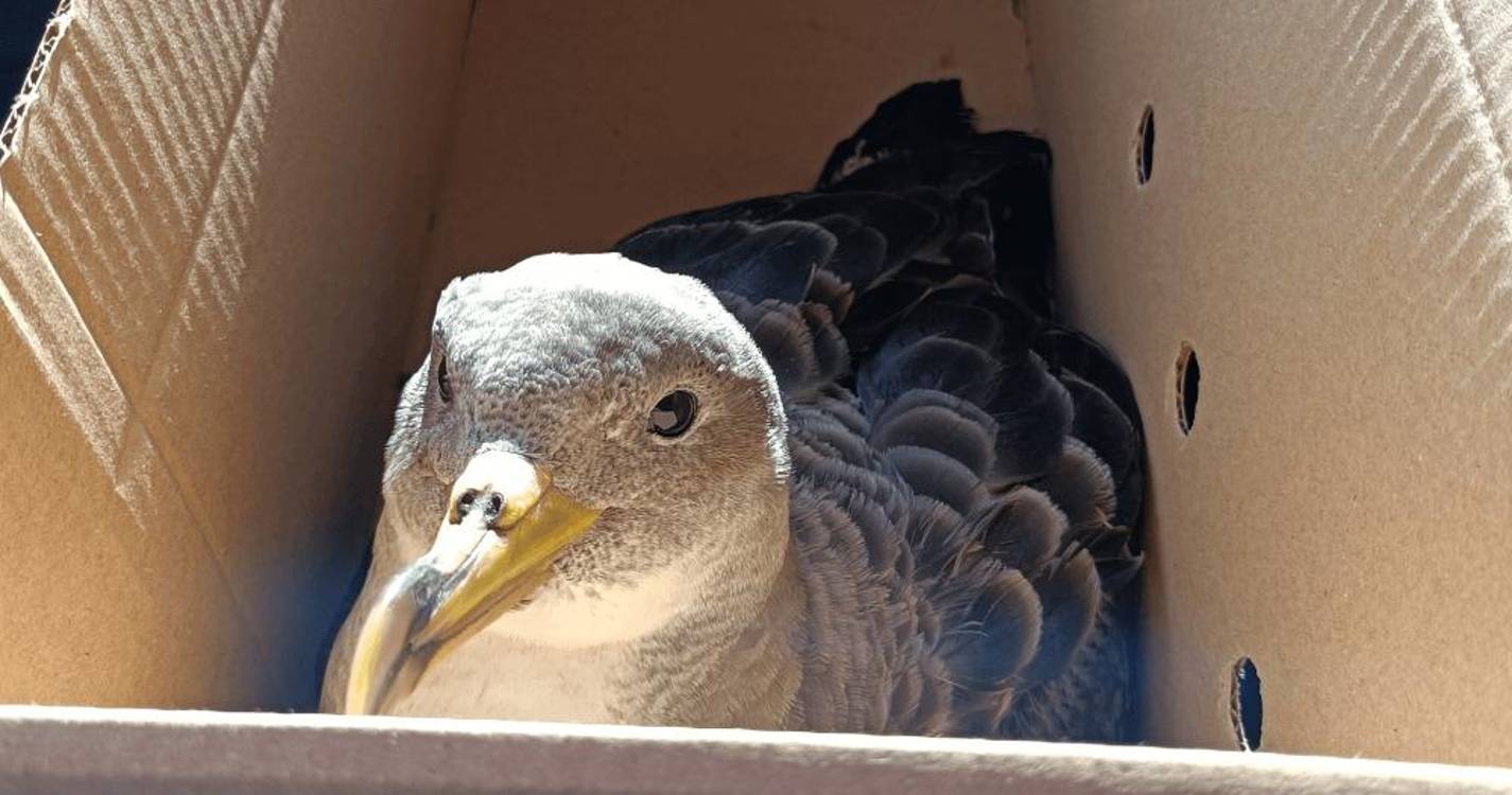 SPEA reforça apelo para voluntários no resgate de aves marinhas