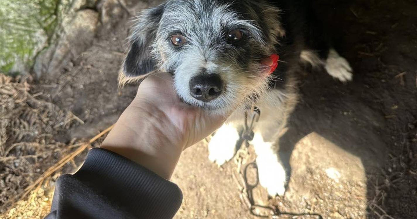 Associação resgata cão acorrentado