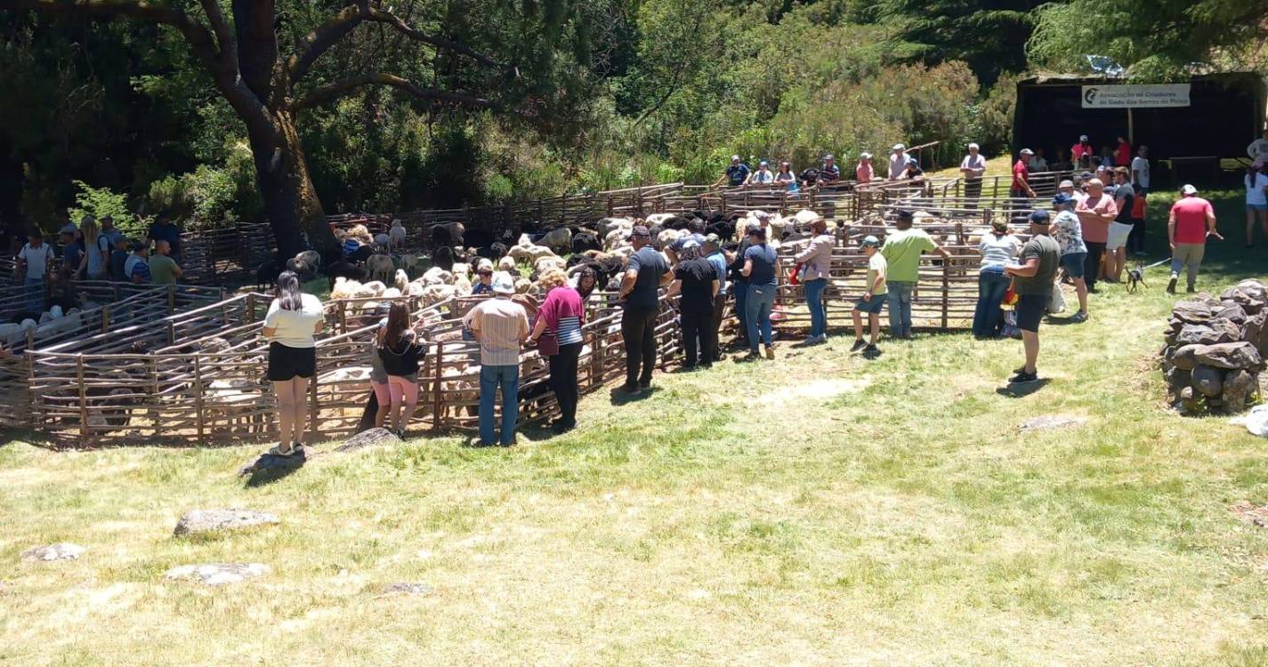 Tosquias reúnem centenas na Ribeira dos Boieiros, no Poiso
