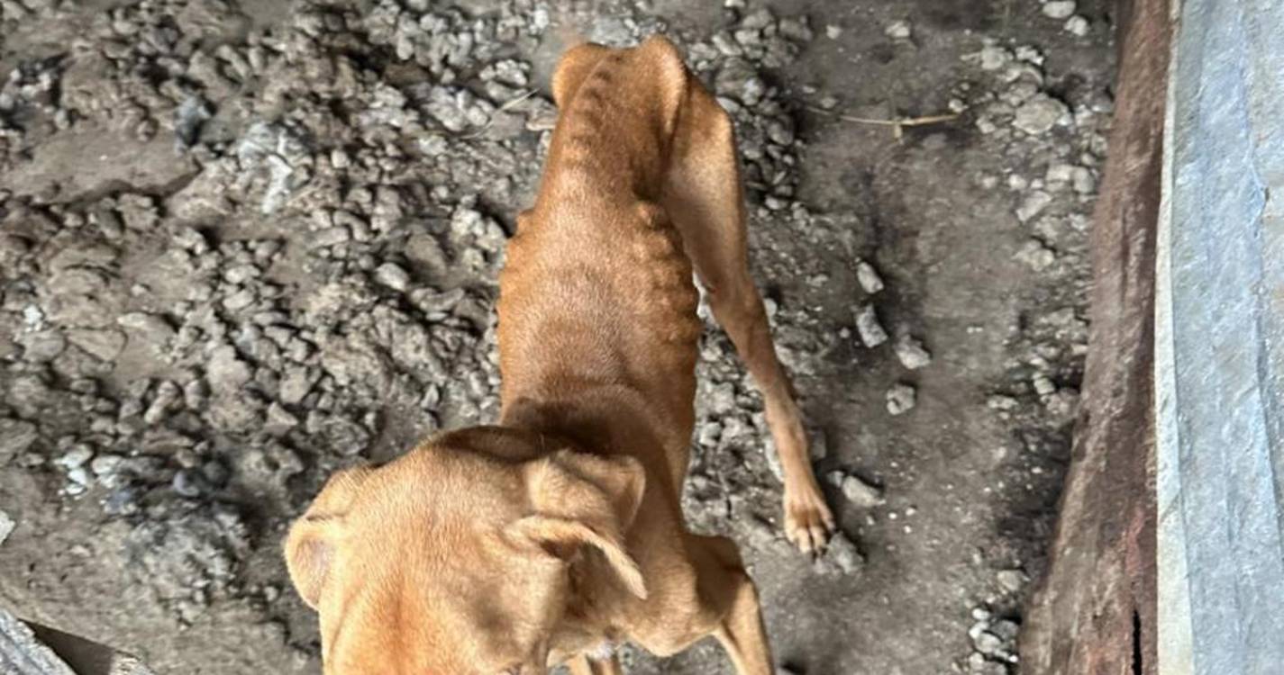 Associação resgata cães esqueléticos, “a viver trancados e a morrer lentamente”