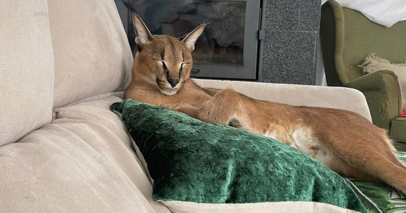 Lince: Provedor do Animal nunca foi chamado a intervir