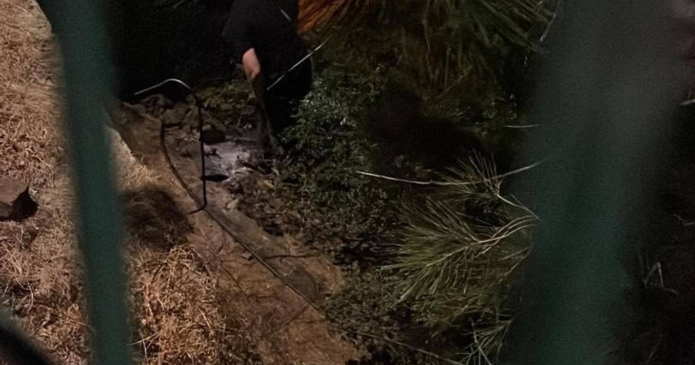 Ajuda a Alimentar Cães salvou gato perdido em local de difícil acesso