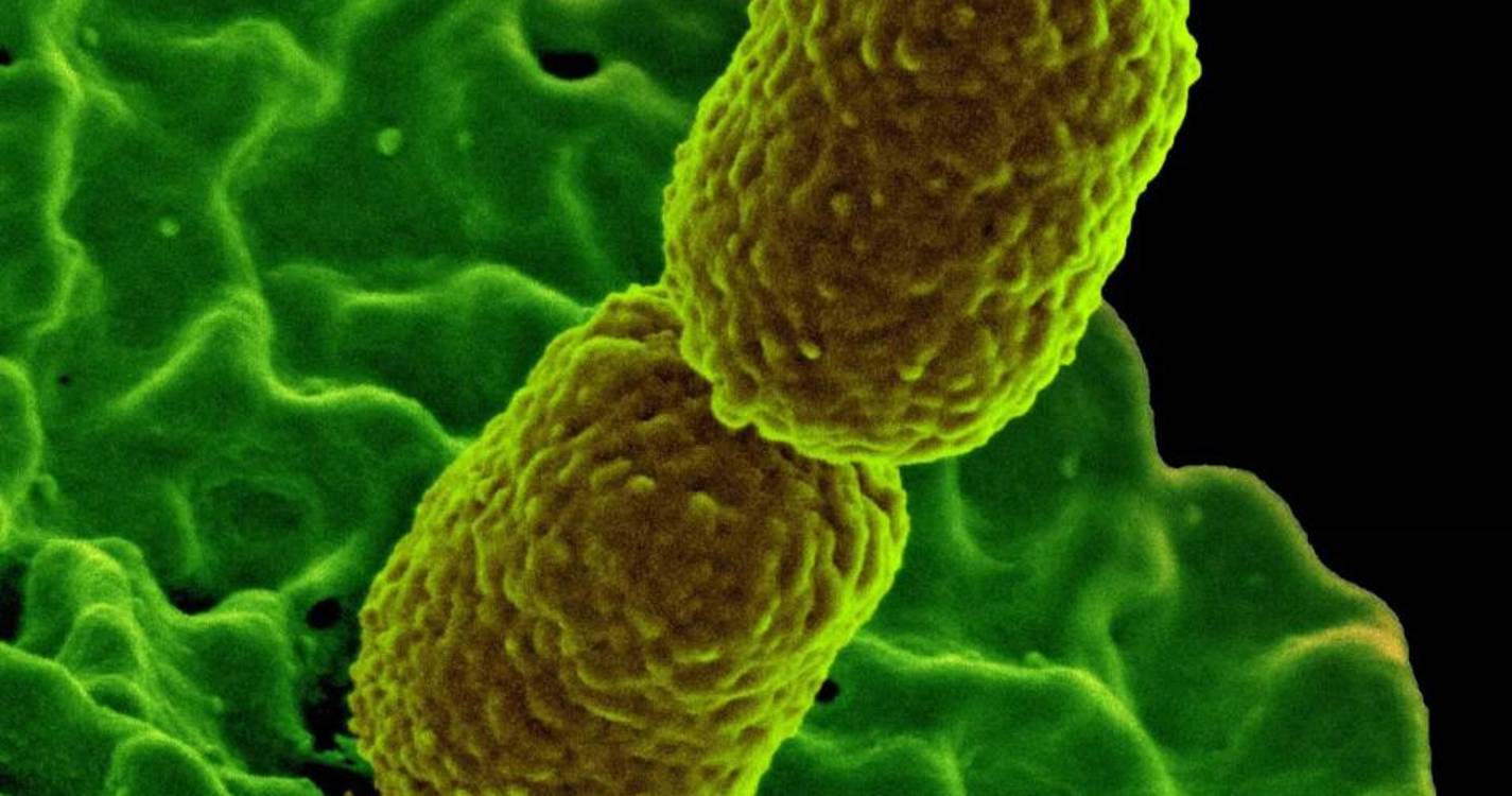 Centro europeu alerta para expansão de bactéria multirresistente na Europa