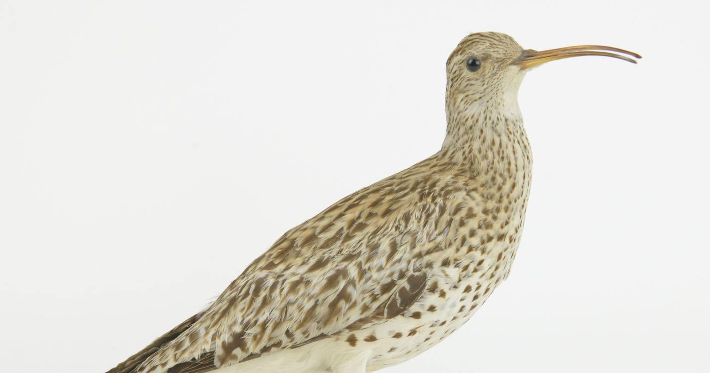 Total de 44 espécies extinguiram-se em 2025 - Lista Vermelha UICN