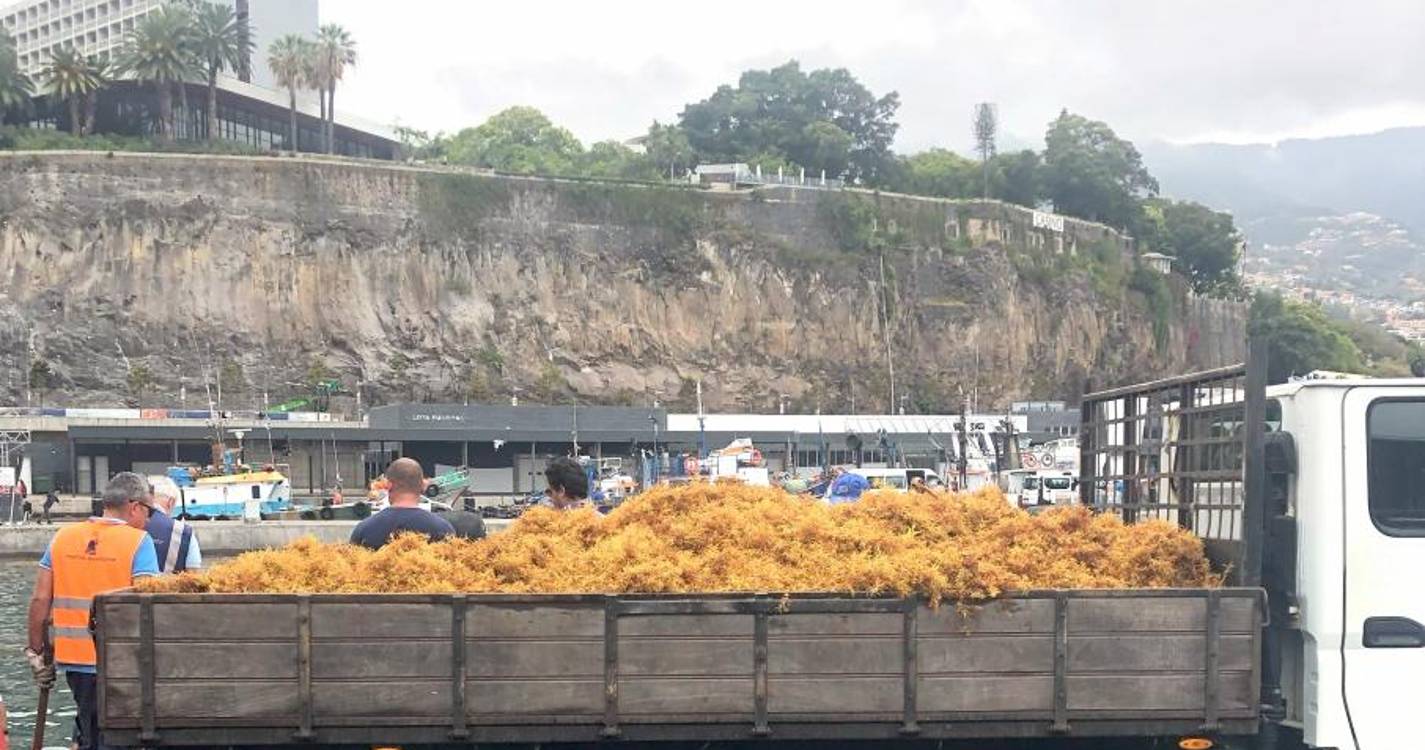APRAM recorre a meios marítimos para recolher sargaço (com vídeo)
