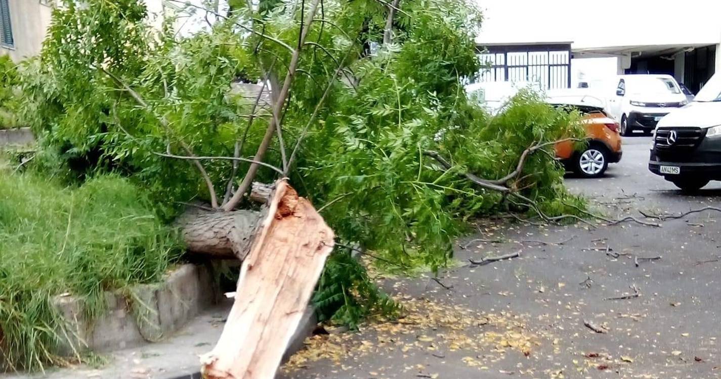 Queda de galho de árvore assusta moradores no Bairro da Nazaré (com fotos)