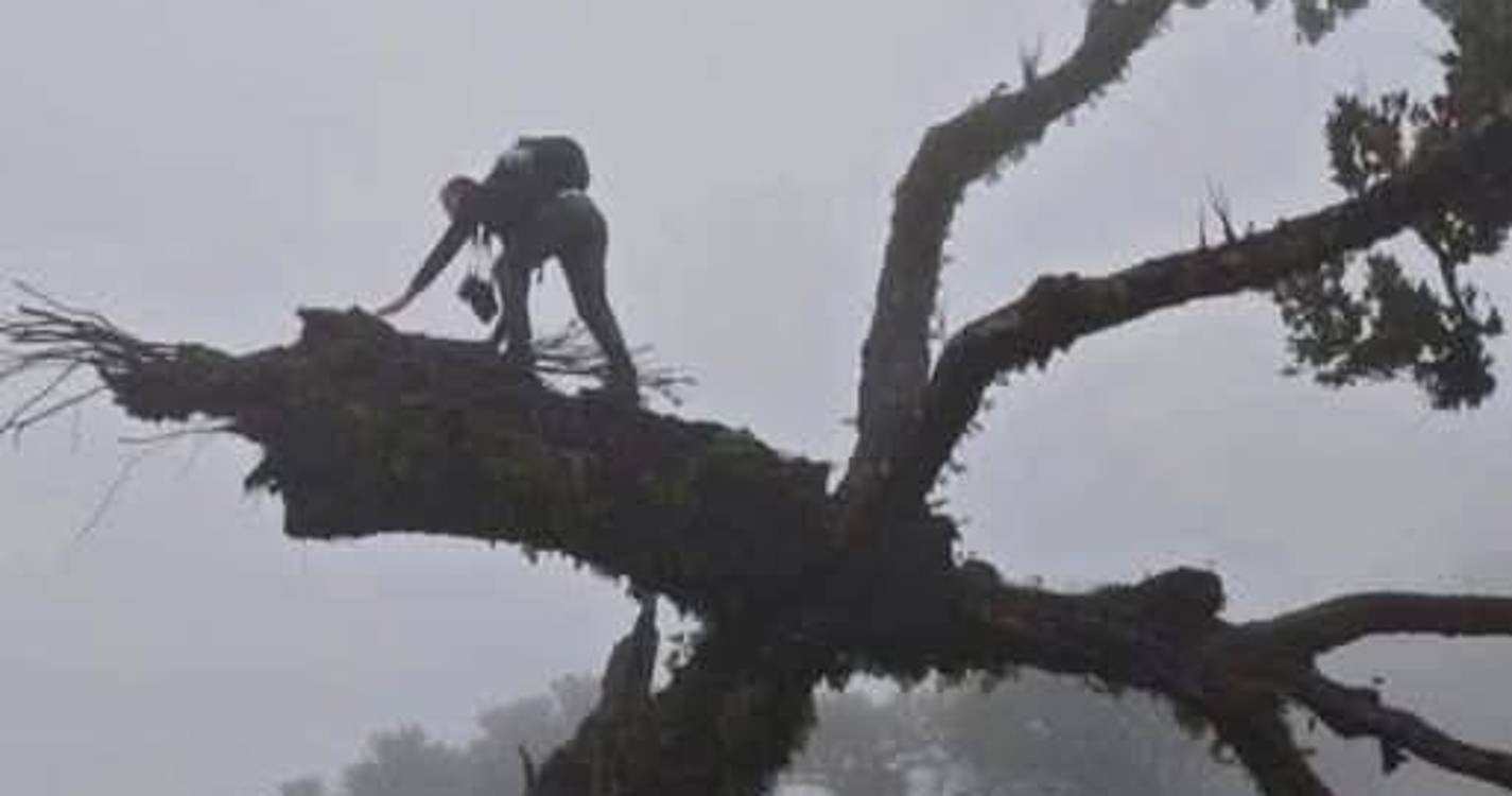 Livre defende encerramento temporário do Fanal para travar degradação ambiental
