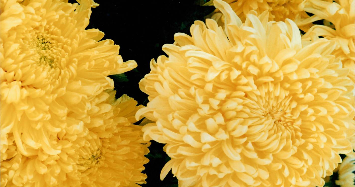 “As Viagens da Paz” na Galeria de Arte Francisco Franco