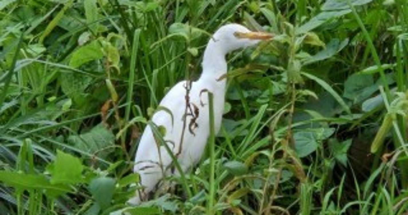 Recolhida nos Reis Magos ave "muito debilitada" com lixo no organismo