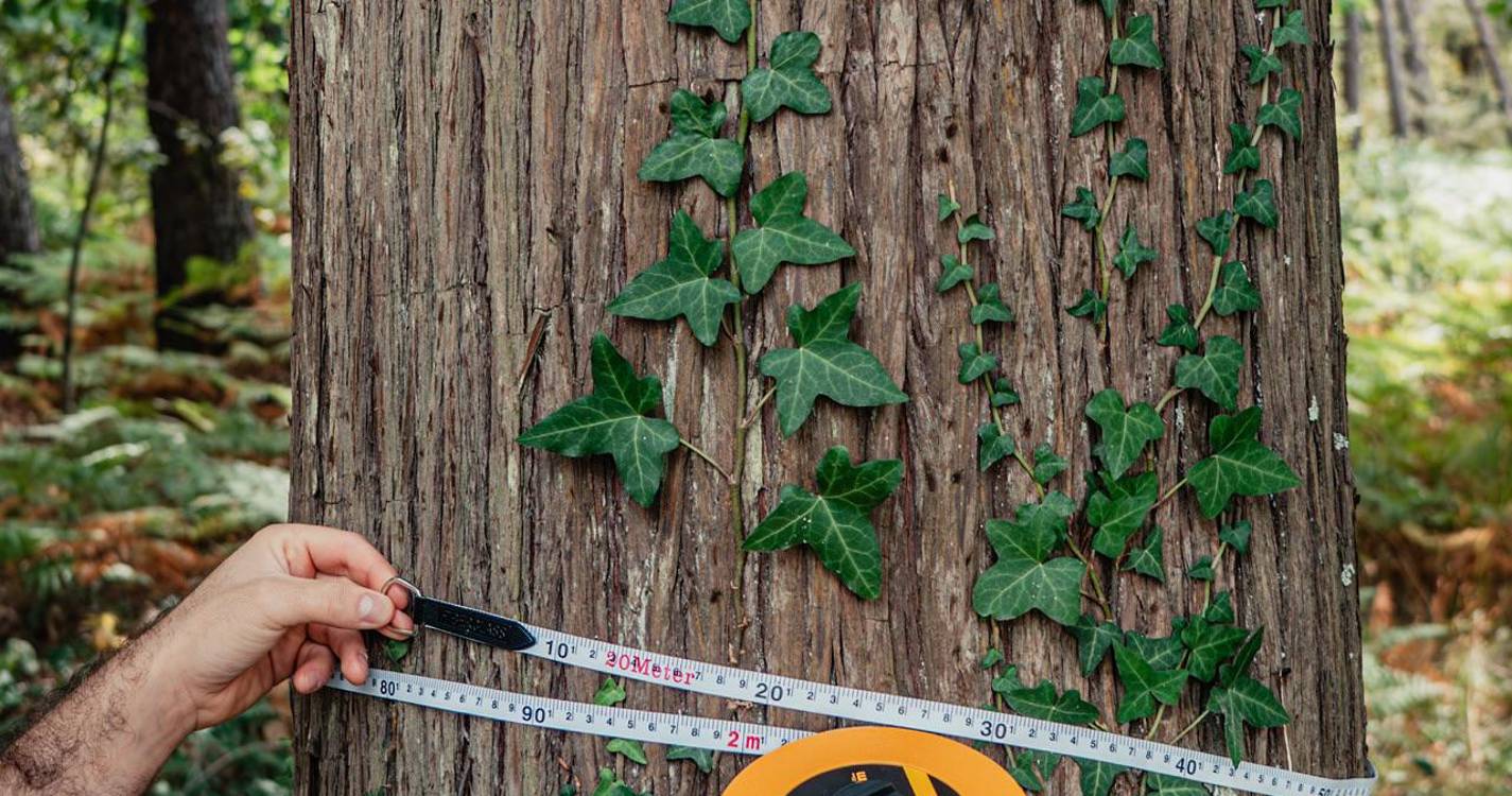 Projeto Gigantes Verdes quer formar 325 ‘embaixadores’ este ano