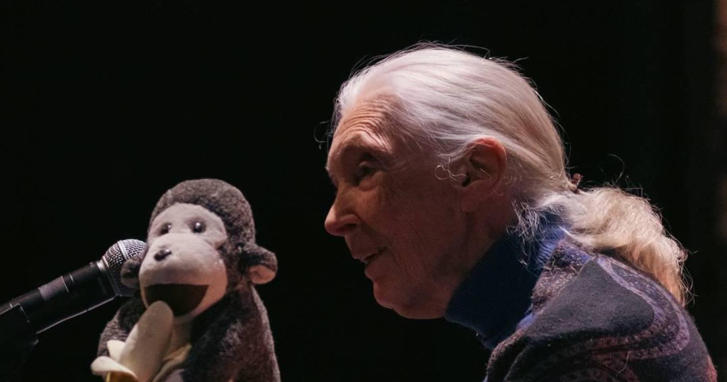 Morreu Jane Goodall investigadora dedicada aos chimpanzés