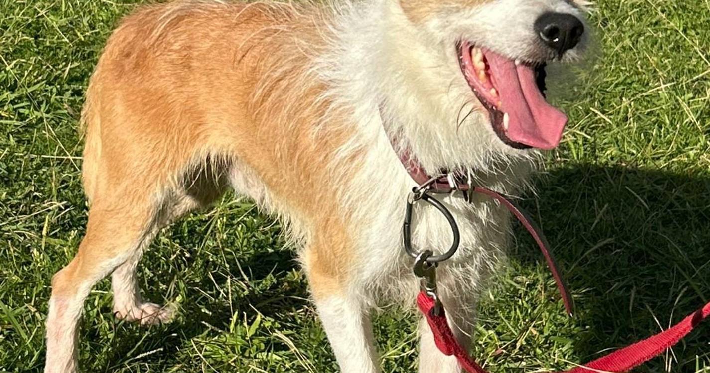 Câmara Municipal de São Vicente lança campanha de adoção