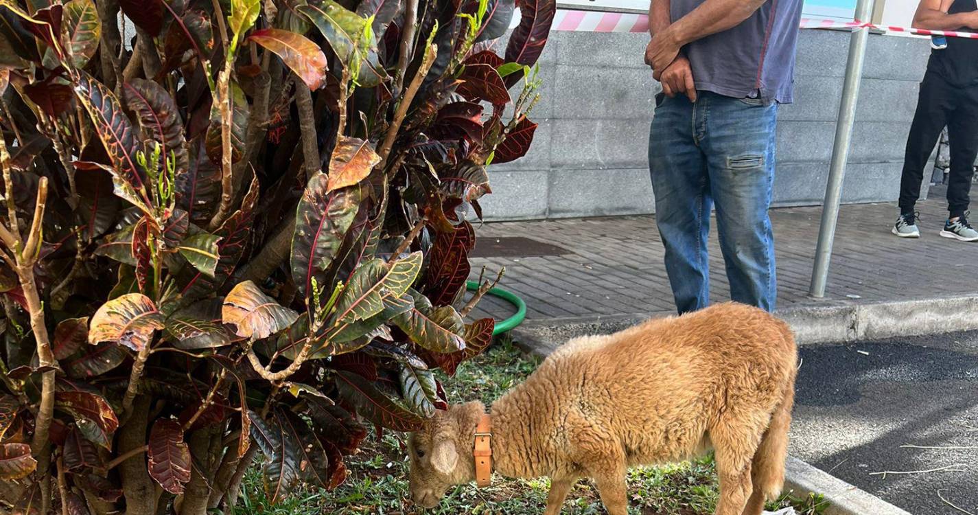 Animais visitam crianças hospitalizadas