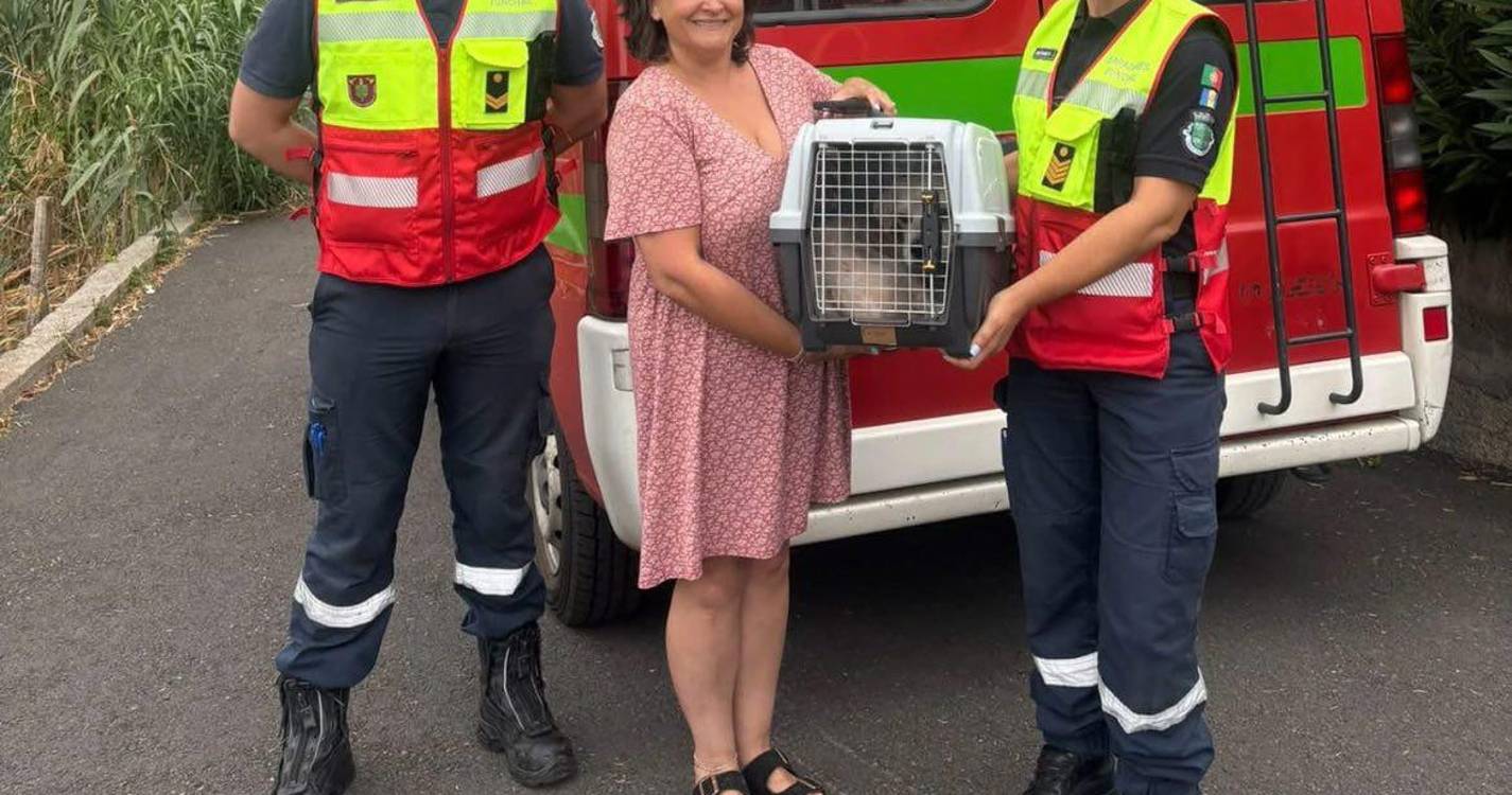 Resgatado cão que tinha fugido do Lobo Marinho na sexta-feira (com vídeo)