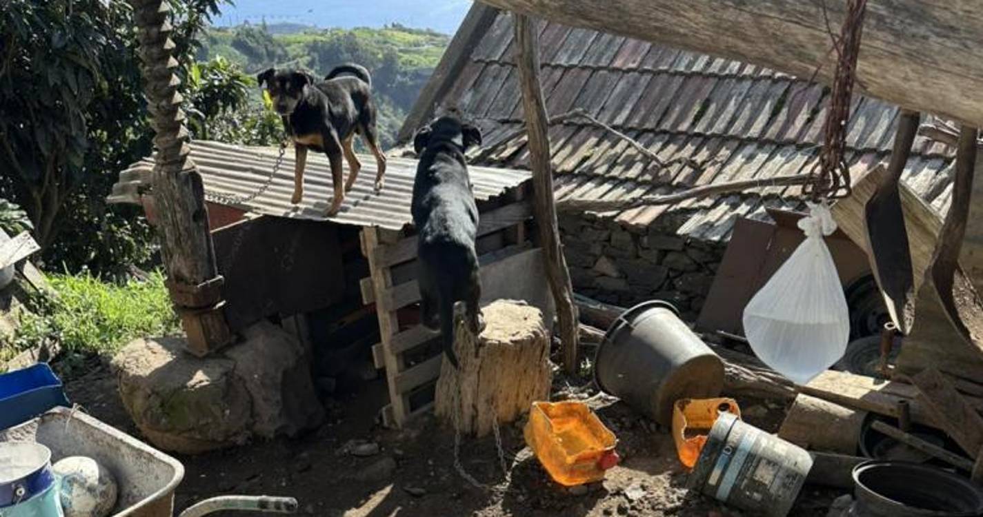 Associação inspeciona sete casas e encontra 19 cães maltratados (com fotos)