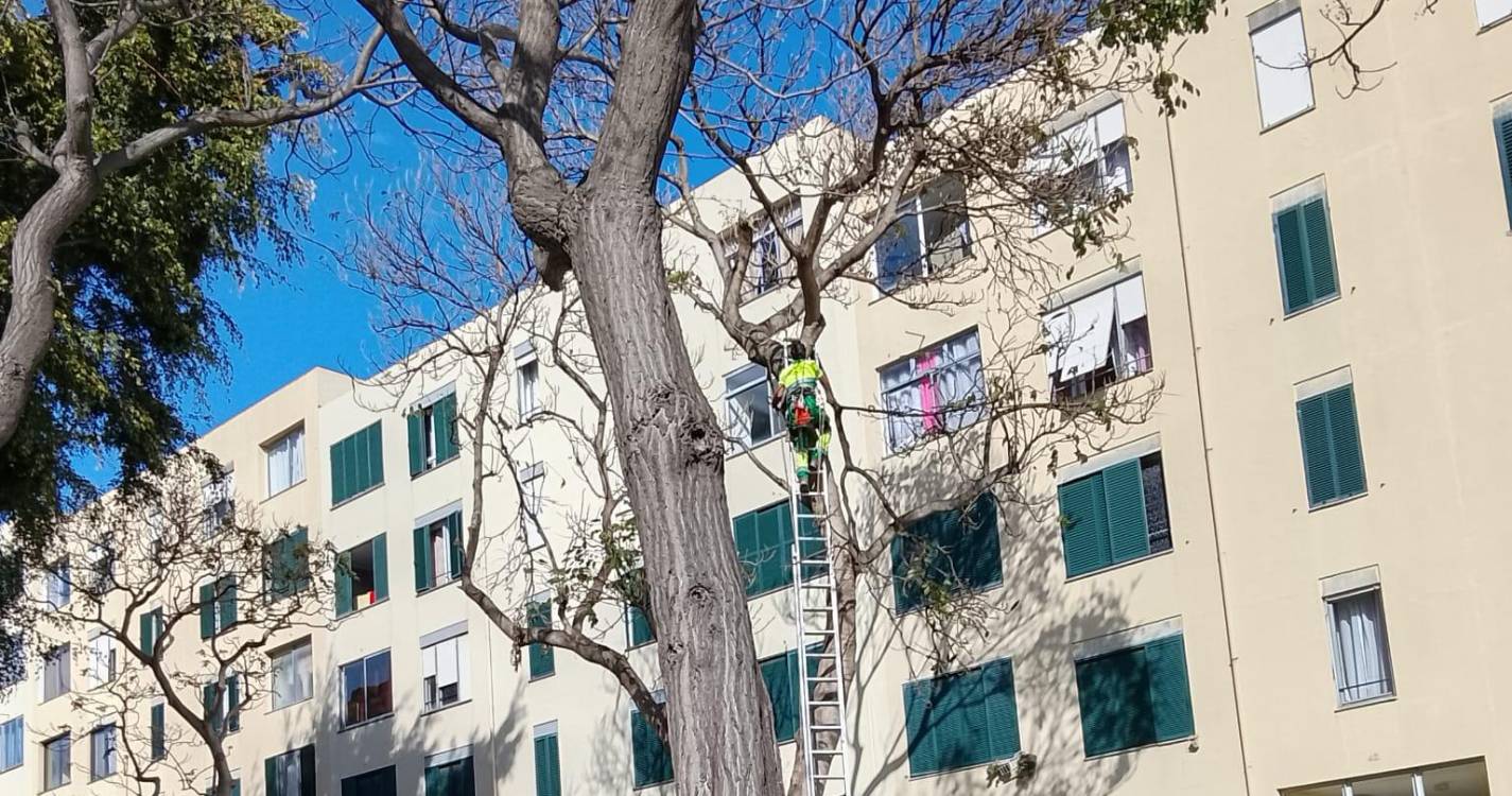 Queda iminente de ramo leva Câmara do Funchal a intervir no Bairro da Nazaré