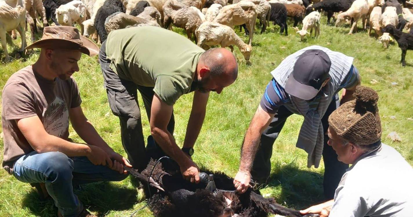 Tosquias reúnem centenas na Ribeira dos Boieiros, no Poiso