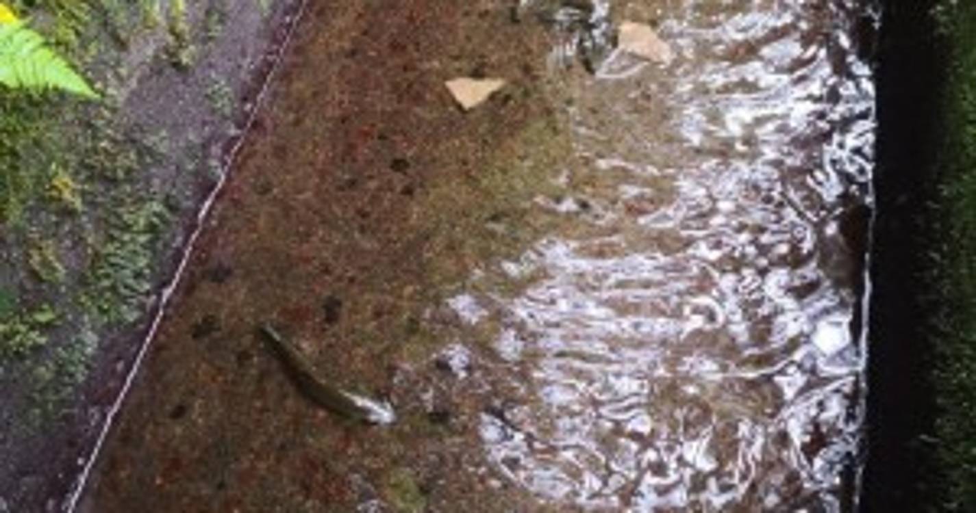 Grupo de turistas encontra trutas na Levada do Alecrim (com fotos e vídeo)