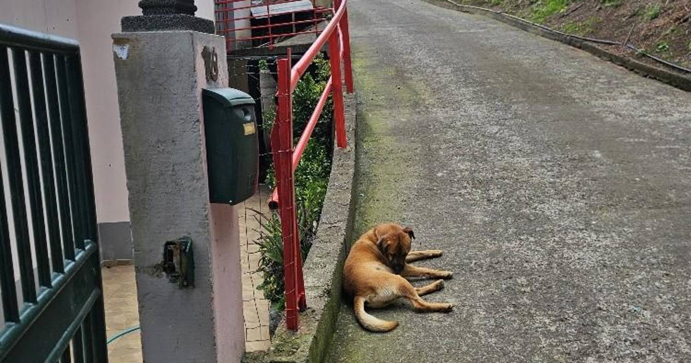 Junta da Ribeira Brava colocou varandas em veredas da freguesia