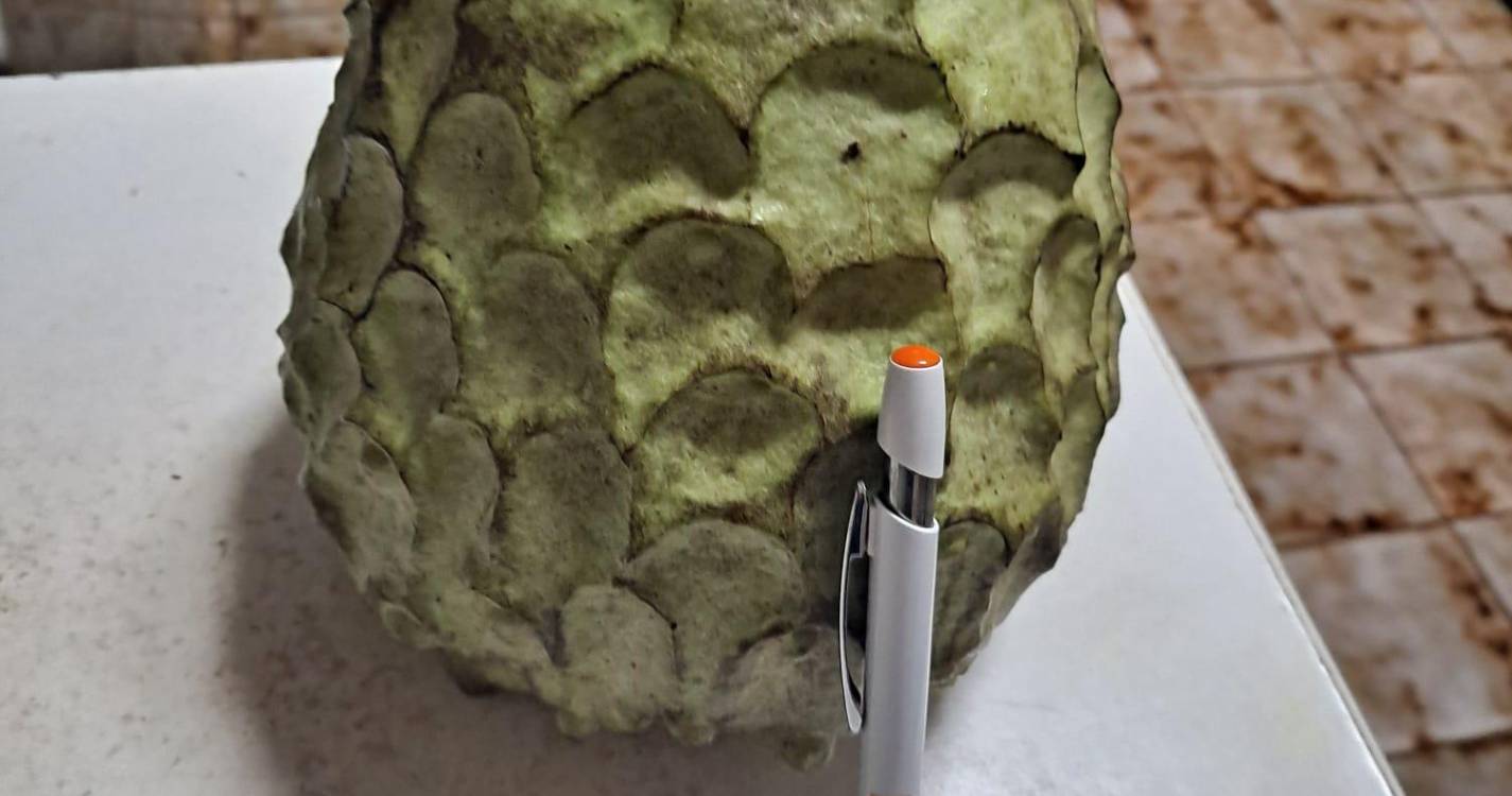 Anona de dois quilos surpreende proprietária no Papagaio Verde