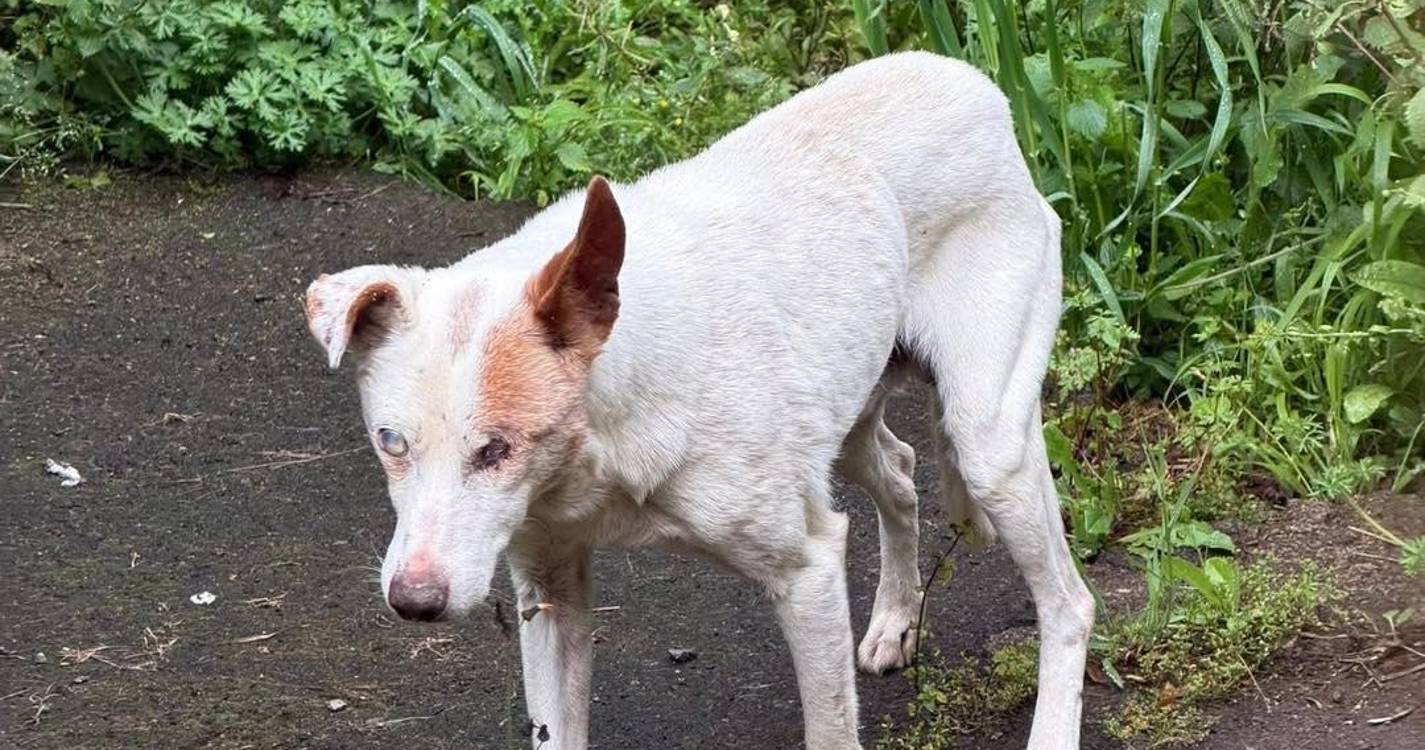 Associação resgata cão idoso em estado grave na Ponta do Pargo (com fotos)